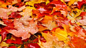 download fall leaves wallpapers hd resolution for iphone, pc desktop