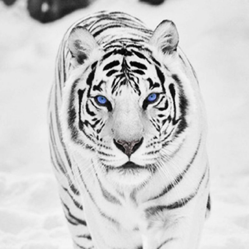 10 New White Tiger Wallpaper 3D FULL HD 1920×1080 For PC Desktop 2023 free download download white tiger wallpaper background for widescreen wallpaper 800x800