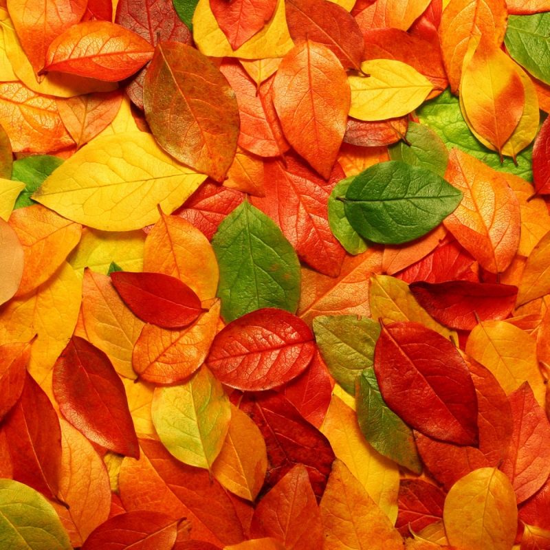 10 Top Hd Fall Color Backgrounds FULL HD 1920×1080 For PC Background 2023 free download dry leaves autumn wallpapers 43 dry leaves autumn gallery of 800x800