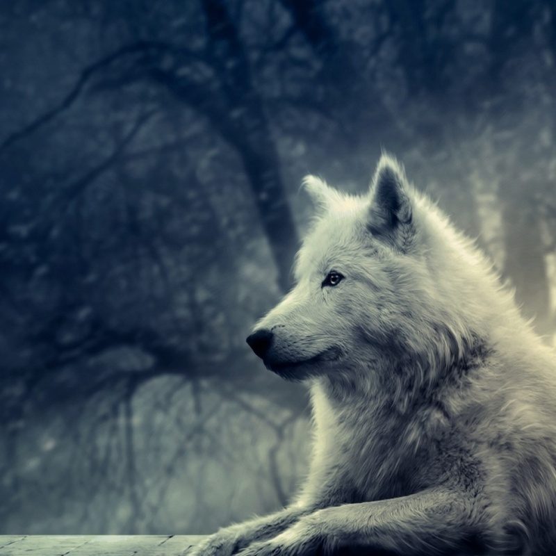 10 New Cool Wallpapers Of Wolves FULL HD 1920×1080 For PC Desktop 2022 free download dudespie images wolves hd wallpaper and background photos 37395288 800x800