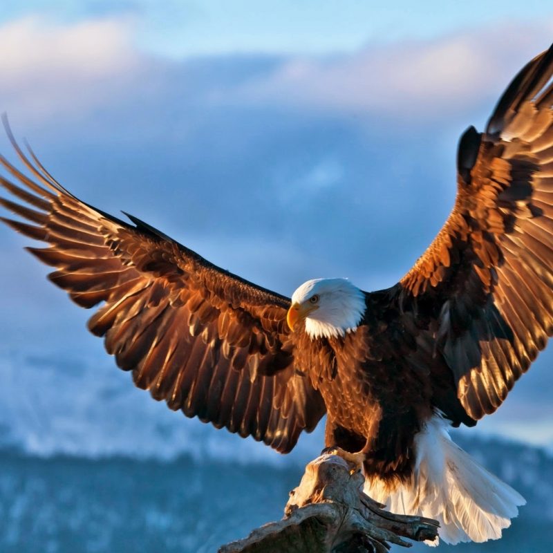10 Best Flying Eagle Wallpaper Desktop FULL HD 1080p For PC Background 2023 free download eagle bird free photos desktop hd wallpaper download 800x800