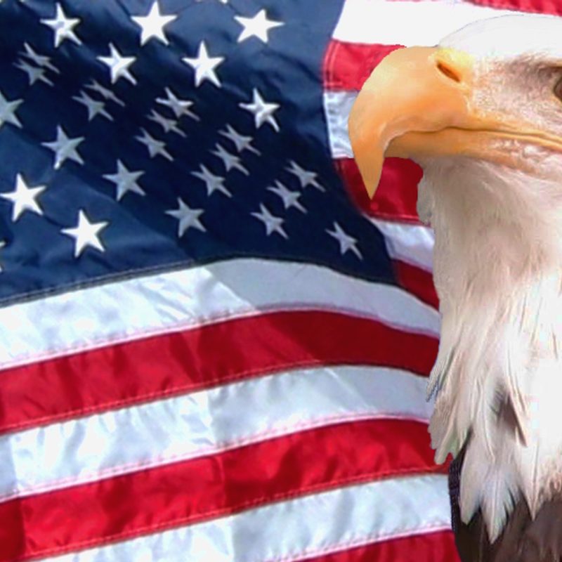 10 Latest Usa Flag Eagle Wallpaper FULL HD 1920×1080 For PC Background 2022 free download eagle free download hd desktop wallpaper backgrounds images page 4 800x800