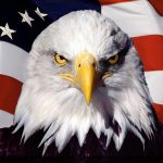 eagle on the background of the american flag wallpapers and images