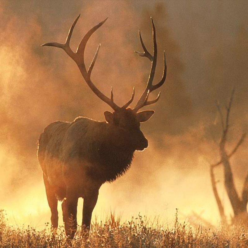 10 Top Rocky Mountain Elk Wallpaper FULL HD 1920×1080 For PC Background 2024 free download elk fighting wallpaper 2 1280x1024 hunting apparel 800x800