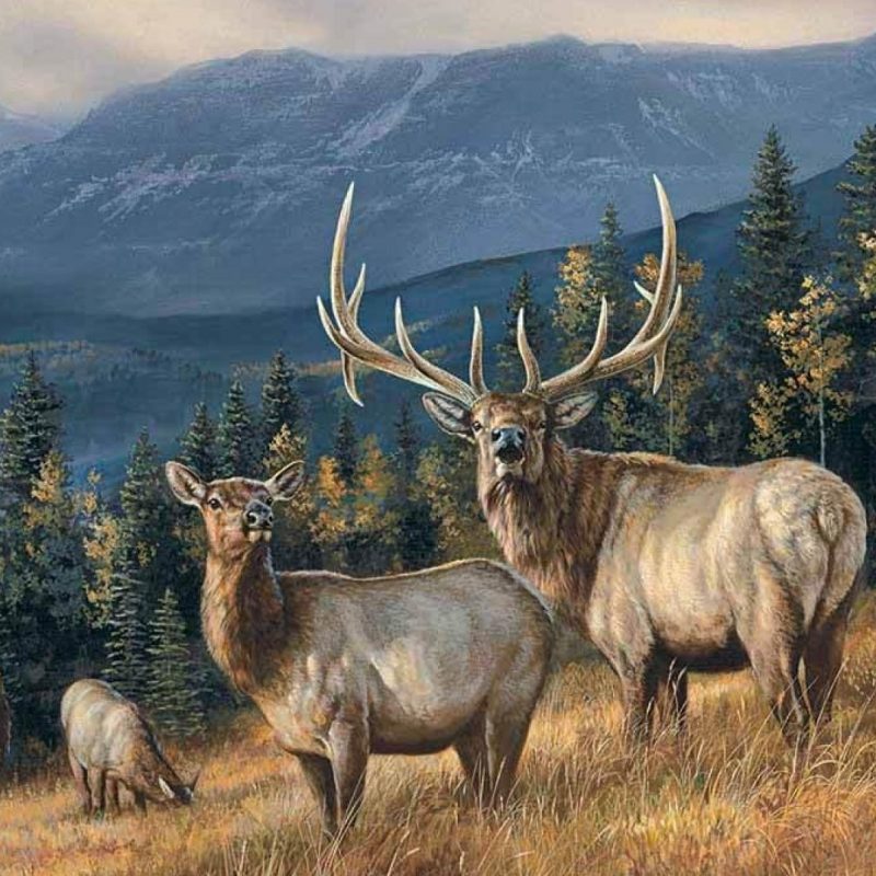 10 Top Rocky Mountain Elk Wallpaper FULL HD 1920×1080 For PC Background 2022 free download elk wallpapers full hd 1080p best hd elk wallpapers d screens 800x800
