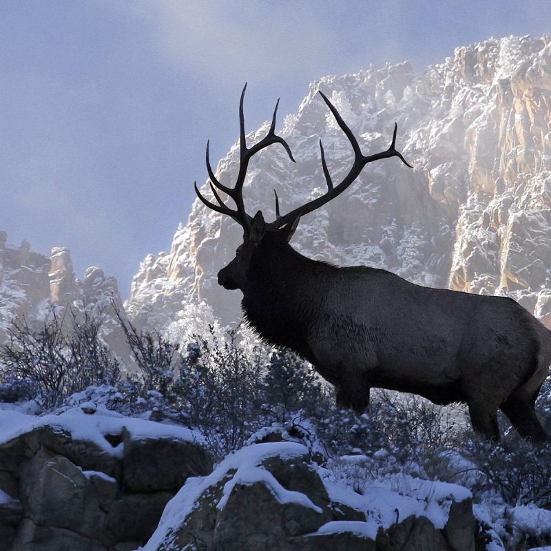 10 Top Rocky Mountain Elk Wallpaper FULL HD 1920×1080 For PC Background 2022 free download elk wallpapers wallpaper cave 1 800x800