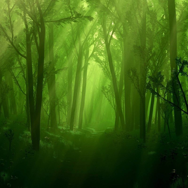 10 Most Popular Enchanted Forest Background Tumblr FULL HD 1920×1080 For PC Background 2023 free download enchanted forest background tumblr 6 background check all 800x800