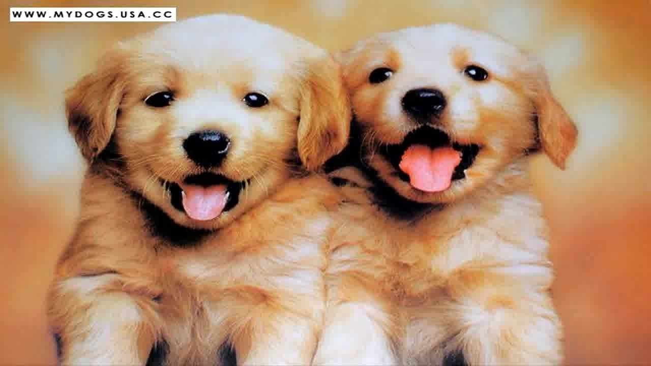 10 Top Images Of Cute Baby Dogs Full Hd 1920×1080 For Pc Desktop 2020