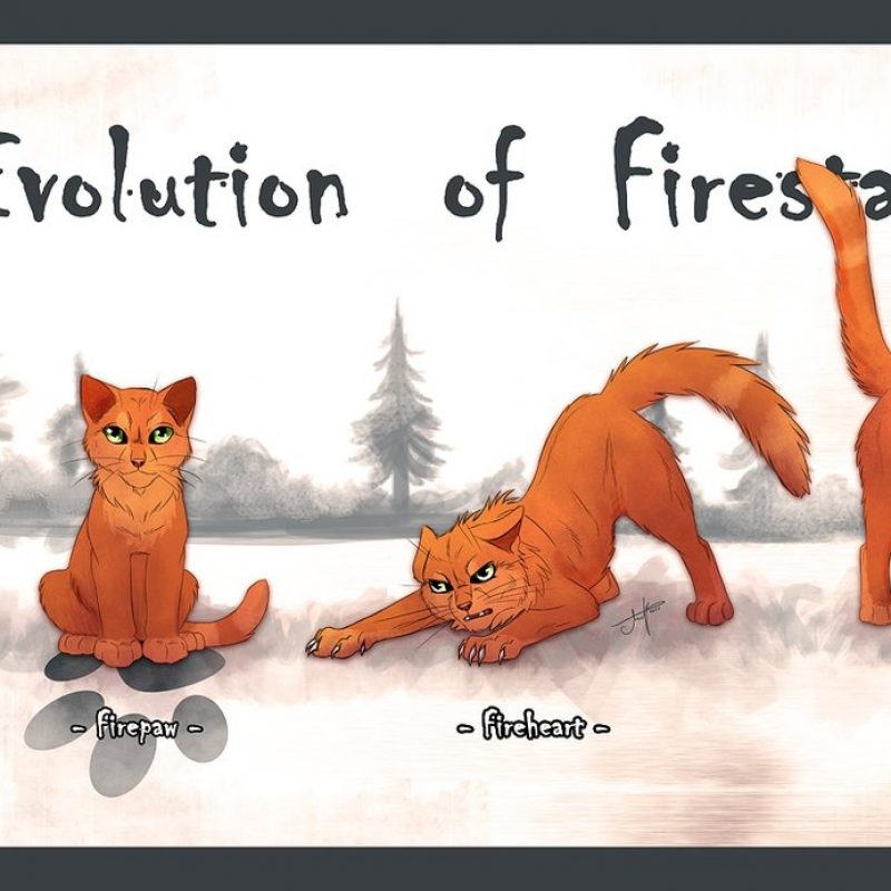 10 Most Popular Warrior Cats Wallpaper Firestar FULL HD 1080p For PC Background 2022 free download evolution of firestarambcatbone on deviantart 800x800
