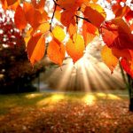 fall foliage wallpapers for desktop - wallpaper cave