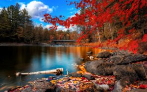 fall foliage wallpapers | wallpapers hd