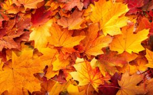 fall leaves desktop background ·① download free stunning wallpapers