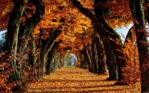 fall trees wallpapers - wallpaper cave