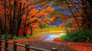 fall wallpaper high definition | natures wallpapers | pinterest