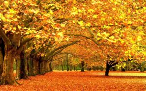 fall wallpapers desktop group (85+)