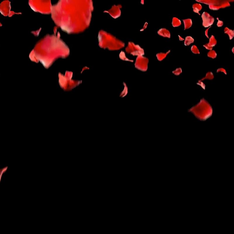 10 Latest Roses On Black Background FULL HD 1080p For PC Background 2022 free download falling petals roses 3d animation on white and black background with 800x800