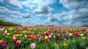 field of flowers background | hd-wallpapers-field-of-flowers