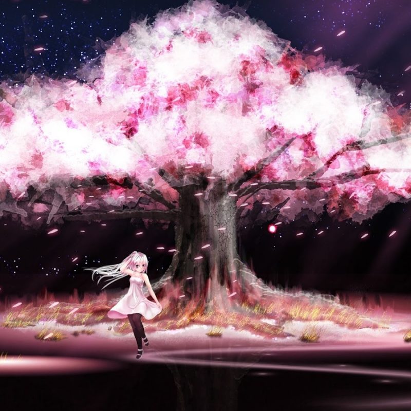 10 Most Popular Cherry Blossom Tree Anime Wallpaper FULL HD 1080p For PC Desktop 2023 free download file cherry blossoms trees dark dress night stars pink blue eyes 800x800