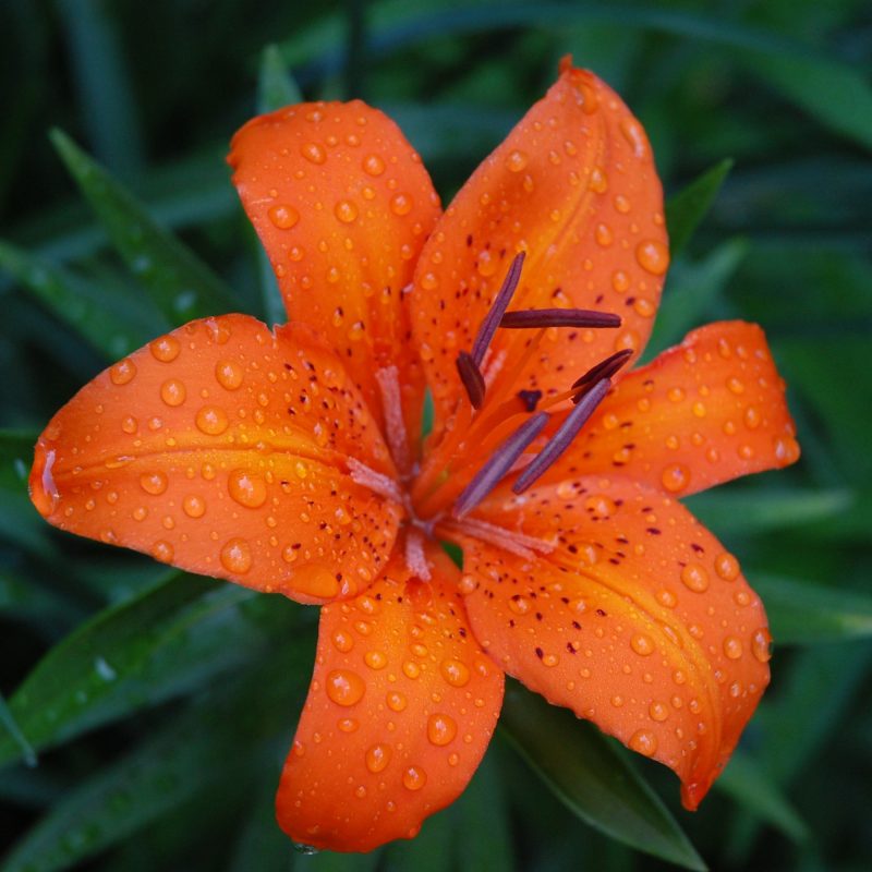 10 Latest Show Me A Picture Of A Tiger Lily FULL HD 1920×1080 For PC Background 2022 free download filenln tiger lily wikimedia commons 800x800