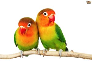 fischer's lovebird | pets4homes