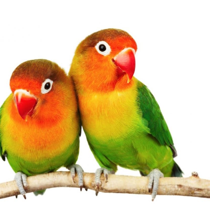 10 Top Images Of Love Bird FULL HD 1920×1080 For PC Background 2022 free download fischers lovebird pets4homes 800x800