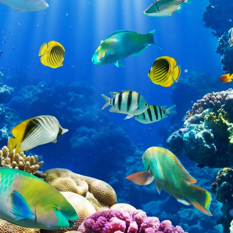 10 Latest Tropical Fishes Wallpapers Hd FULL HD 1080p For PC Desktop 2022 free download fish wallpapers hd pixelstalk 1 800x800