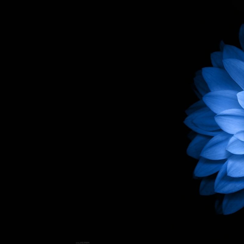 10 Top Dark Blue Flower Wallpaper FULL HD 1080p For PC Background 2022 free download flowers blue black dark wallpapers hd desktop and mobile 800x800