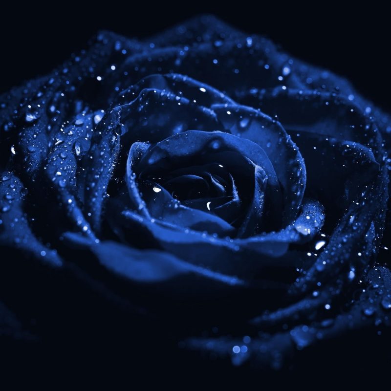 10 Top Dark Blue Flower Wallpaper FULL HD 1080p For PC Background 2022 free download flowers blue rose flower dark hd wallpaper for android for hd 169 800x800