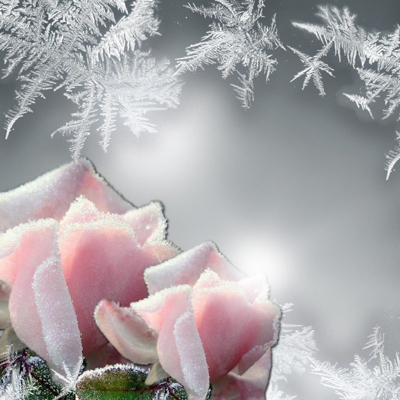 10 Latest Winter Flowers Wallpaper Backgrounds FULL HD 1920×1080 For PC Background 2022 free download flowers persona rose roses glow cold frozen frost bright firefox 800x800