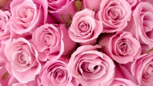 flowers pink roses wallpapers (desktop, phone, tablet) - awesome