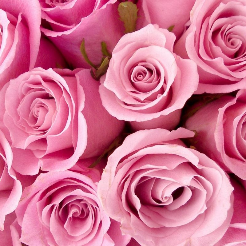 10 Most Popular Pink Rose Desktop Wallpaper FULL HD 1080p For PC Background 2022 free download flowers pink roses wallpapers desktop phone tablet awesome 800x800
