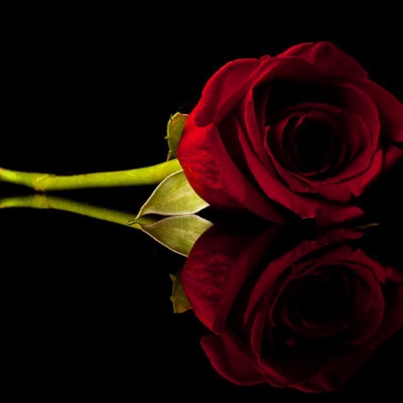 10 Latest Roses On Black Background FULL HD 1080p For PC Background 2023 free download flowers roses black background red rose fresh hd wallpaper red 800x800