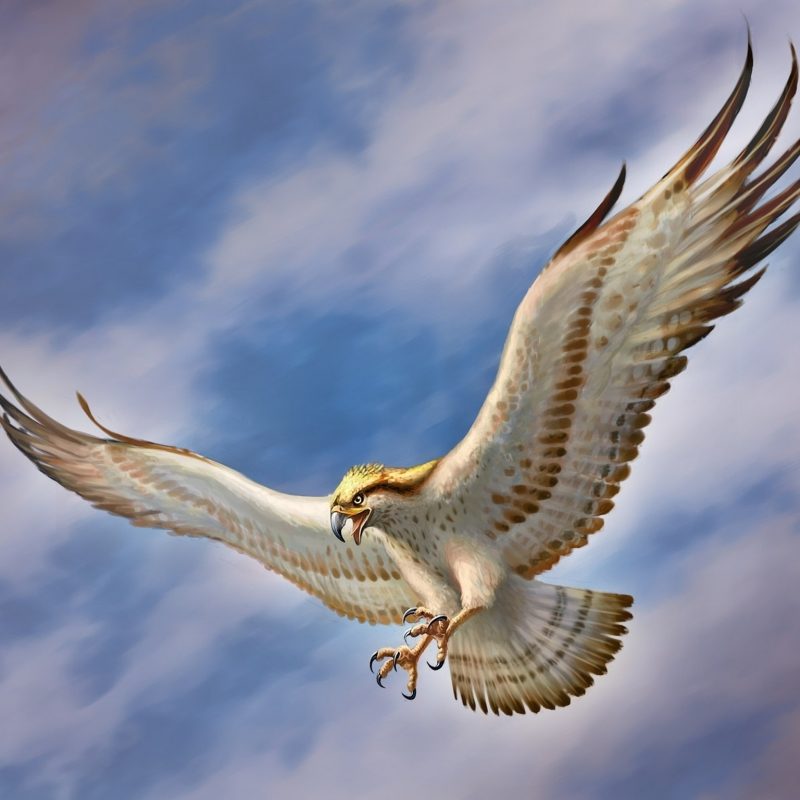 10 Best Flying Eagle Wallpaper Desktop FULL HD 1080p For PC Background 2022 free download flying eagle wallpapers best flying eagle wallpapers in high 800x800