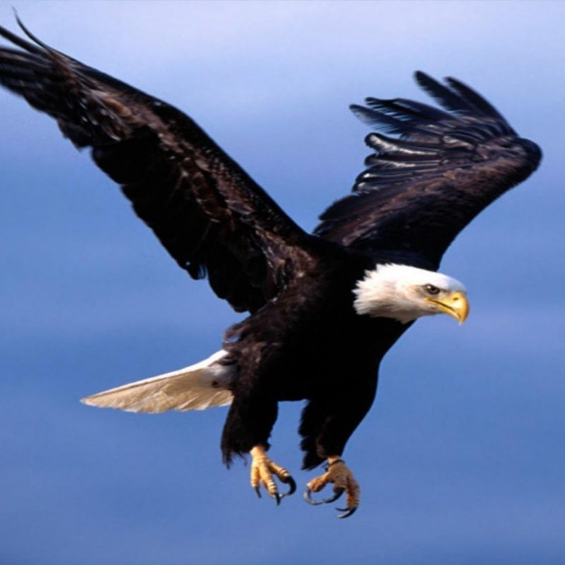 10 Best Flying Eagle Wallpaper Desktop FULL HD 1080p For PC Background 2022 free download flying eagle wallpapers wallpaper cave 800x800