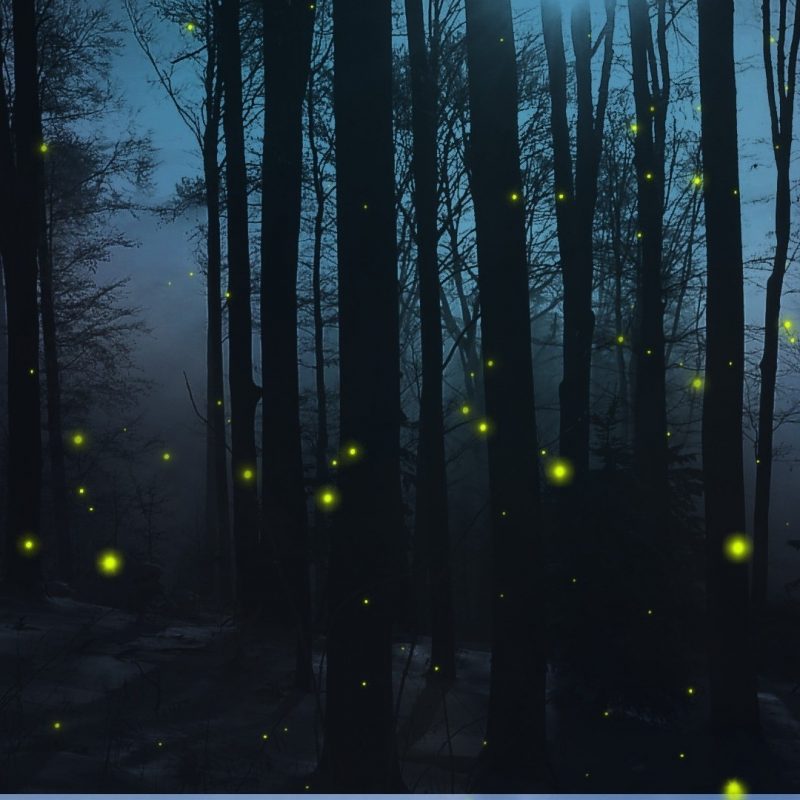10 Top Woods At Night Wallpaper FULL HD 1920×1080 For PC Background 2022 free download forests forest dark nights trees woods fireflies firefly night 800x800