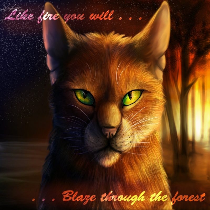 10 Most Popular Warrior Cats Wallpaper Firestar FULL HD 1080p For PC Background 2022 free download forever warriors cats images firestar hd wallpaper and background 800x800