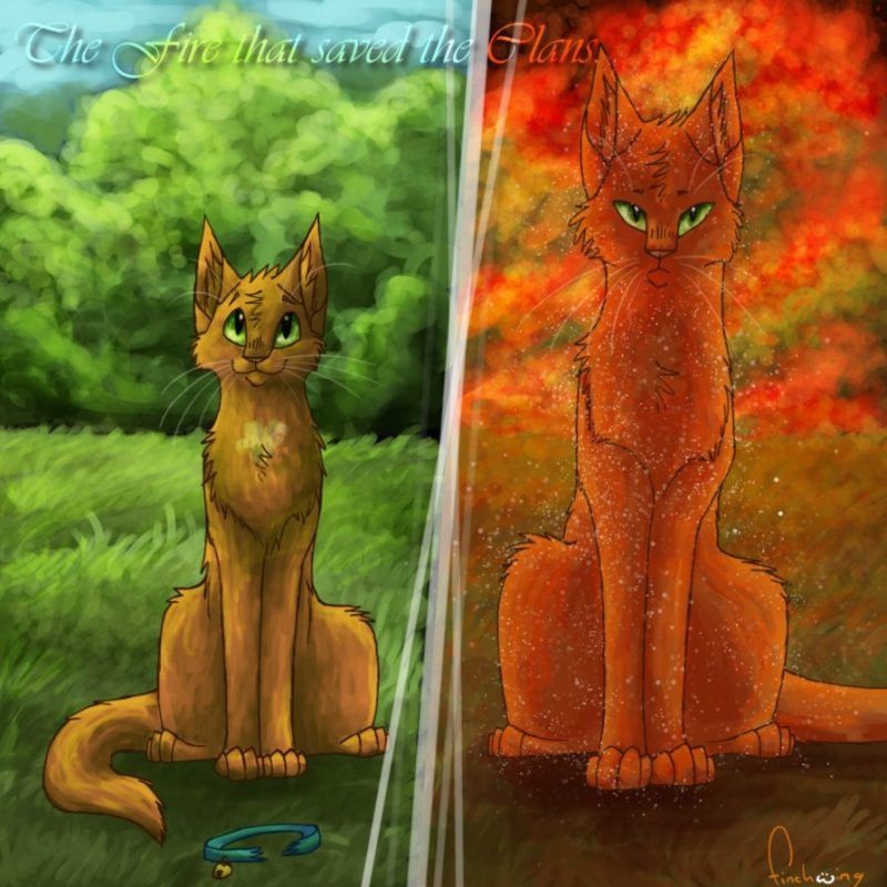 10 Most Popular Warrior Cats Wallpaper Firestar FULL HD 1080p For PC Background 2022 free download forever warriors cats images rusty to firestar hd wallpaper and 800x800