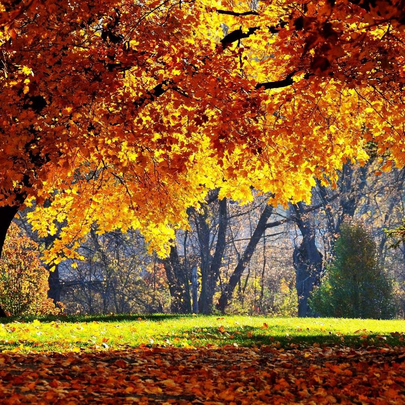 10 Best Autumn Pictures For Desktop Backgrounds FULL HD 1080p For PC Desktop 2023 free download free autumn desktop wallpaper backgrounds wallpaper cave 12 800x800