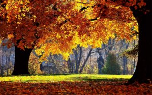 free autumn desktop wallpaper backgrounds - wallpaper cave