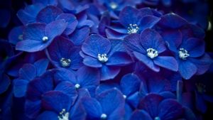 free blue flower wallpapers phone « long wallpapers