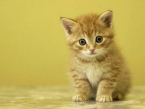 free cute kitten wallpapers - wallpaper cave