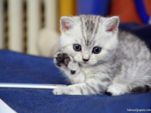 free cute kitten wallpapers - wallpaper cave