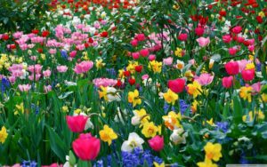 free desktop wallpapers spring flowers - wallpaper cave