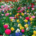 free desktop wallpapers spring flowers - wallpaper cave