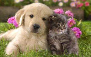 free dog and cat wallpaper 1080p « long wallpapers