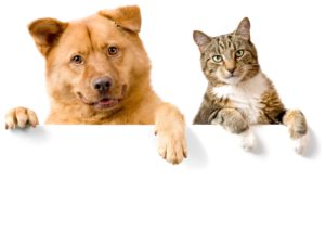 free dog and cat wallpaper background « long wallpapers