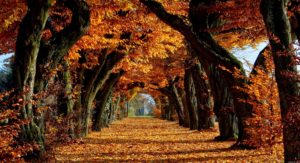 free-fall-backgrounds-autumn-trees-wallpaper-best-free-wallpaper