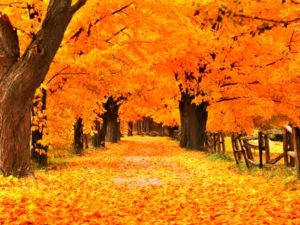 free fall screensavers and wallpaper | the free gold autumn