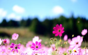 free flower backgrounds for computer hd images wallpaper desktop