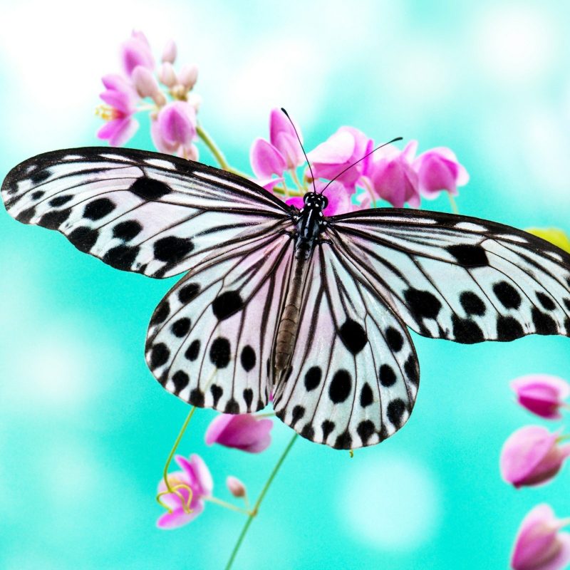 10 Most Popular Wallpapers Butterfly Free Download FULL HD 1080p For PC Background 2022 free download free hd black white butterfly macro wallpaper photos download 800x800